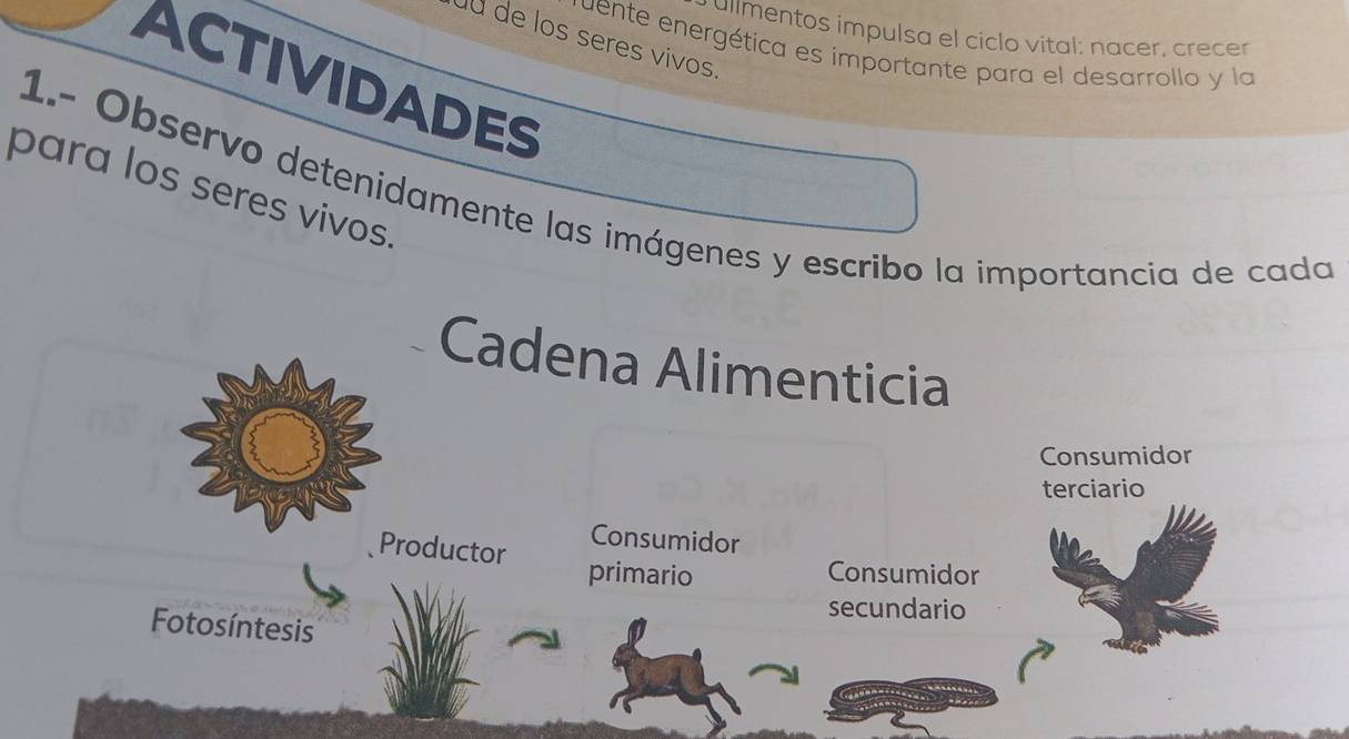 ullmentos impulsa el ciclo vital: nacer, crecer 
u de los seres vivos 
uente energética es importante para el desarrollo y la 
ACTIVIDADES 
para los seres vivos. 
1.- Observo detenidamente las imágenes y escribo la importancia de cada 
Cadena Alimenticia 
Consumidor 
terciario 
Consumidor 
Productor primario 
Consumidor 
secundario 
Fotosíntesis