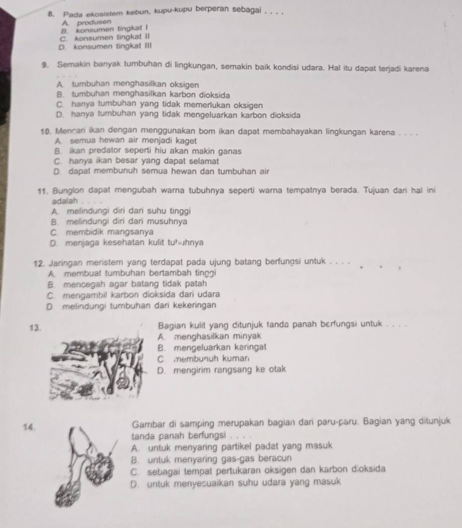 Pada ekosistem kebun, kupu-kupu berperan sebagai . . . .
A. produsen
B. konsumen tingkat I
C. konsumen tingkat II
D. konsumen tingkat III
9. Semakin banyak tumbuhan di lingkungan, semakin baik kondisi udara. Hal itu dapat terjadi karena
A. tumbuhan menghasilkan oksigen
B. tumbuhan menghasilkan karbon dioksida
C. hanya tumbuhan yang tidak memerlukan oksigen
D. hanya tumbuhan yang tidak mengeluarkan karbon dioksida
10. Mencari ikan dengan menggunakan bom ikan dapat membahayakan lingkungan karena . . . .
A. semua hewan air menjadi kaget
B. ikan predator seperti hiu akan makin ganas
C. hanya ikan besar yang dapat selamat
D. dapat membunuh semua hewan dan tumbuhan air
11. Bunglon dapat mengubah warna tubuhnya seperti warna tempatnya berada. Tujuan dari hal ini
adalah
A. melindungi diri dari suhu tinggi
B. melindungi diri dari musuhnya
C. membidik mangsanya
D. menjaga kesehatan kulit tuhuhnya
12. Jaringan meristem yang terdapat pada ujung batang berfungsi untuk . . . .
A. membuat tumbuhan bertambah tinggi
B. mencegah agar batang tidak patah
C. mengambil karbon dioksida dari udara
D. melindungi tumbuhan dari kekeringan
13 Bagian kulit yang ditunjuk tanda panah berfungsi untuk . . . .
A. menghasilkan minyak
B. mengeluarkan keringat
C. membunuh kuman
D. mengirim rangsang ke otak
14.Gambar di samping merupakan bagian dari paru-paru. Bagian yang ditunjuk
tanda panah berfungsi
A. untuk menyaring partikel padat yang masuk
B. unluk menyaring gas-gas beracun
C. sebagai tempat pertukaran oksigen dan karbon dioksida
D. untuk menyesuaikan suhu udara yang masuk