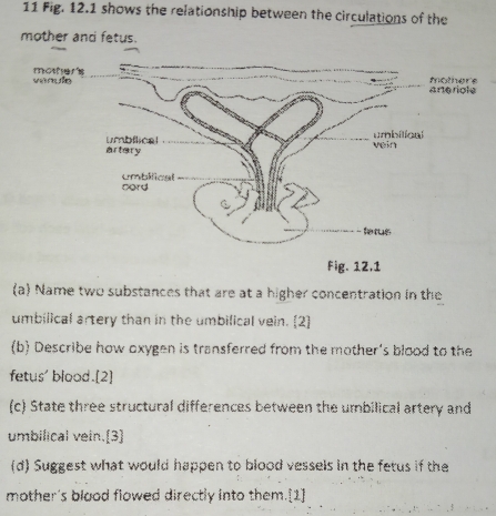 Fig. 12.1 shows the relationship between the circulations of the 
mother and fetus. 
vanule mother' 
riole here 
Fig. 12,1 
a Name two substances that are at a higher concentration in the 
umbilical artery than in the umbilical vein. [2] 
(b) Describe how oxygen is transferred from the mother's blood to the 
fetus' blood.[2] 
(c) State three structural differences between the umbilical artery and 
umbilical vein.[3] 
(d) Suggest what would happen to blood vessels in the fetus if the 
mother's blaod flowed directly into them.[1]