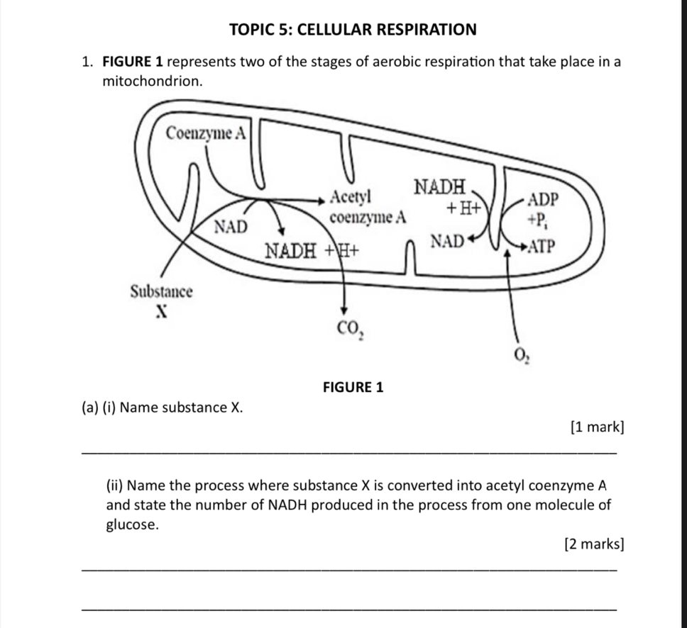 TOPIC 5: CELLULAR RESPIRATION
1. FIGURE 1 represents two of the stages of aerobic respiration that take place in a
mitochondrion.
FIGURE 1
(a) (i) Name substance X.
[1 mark]
_
(ii) Name the process where substance X is converted into acetyl coenzyme A
and state the number of NADH produced in the process from one molecule of
glucose.
[2 marks]
_
_