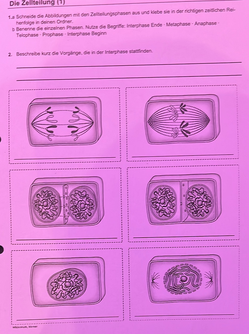 Die Zellteilung (1) 
1a Schneide die Abbilldungen mit den Zeiltteilungsphasen aus und klebe sie in der richtigen zeitlichen Rei- 
henfolge in deinen Ordner. 
b Benenne die einzelnen Phasen. Nutze die Begriffe: Interphäse Ende - Metaphase - Anaphase - 
Telophase - Prophase - Interphase Beginn 
2. Beschreibe kurz die Vorgänge, die in der Interphase stattfinden. 
_ 
_ 
_ 
_ 
_ 
_ 
_ 
_