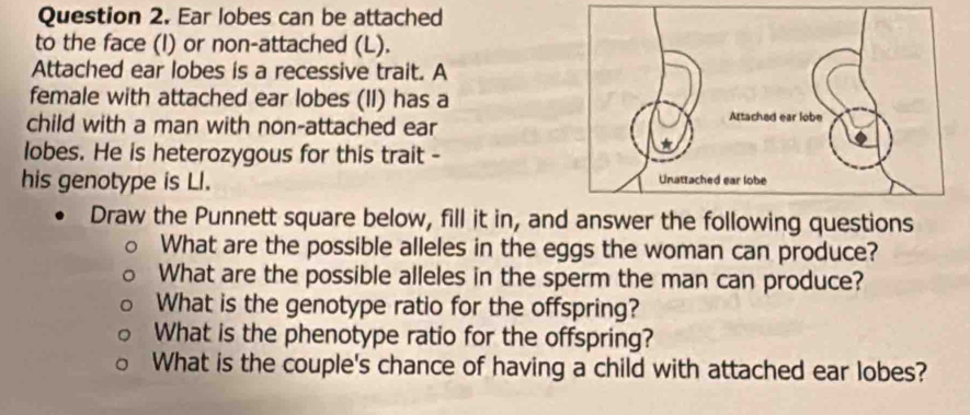 Ear lobes can be attached 
to the face (I) or non-attached (L). 
Attached ear lobes is a recessive trait. A 
female with attached ear lobes (II) has a 
child with a man with non-attached ear 
lobes. He is heterozygous for this trait - 
his genotype is Ll. 
Draw the Punnett square below, fill it in, and answer the following questions 
What are the possible alleles in the eggs the woman can produce? 
What are the possible alleles in the sperm the man can produce? 
What is the genotype ratio for the offspring? 
What is the phenotype ratio for the offspring? 
What is the couple's chance of having a child with attached ear lobes?