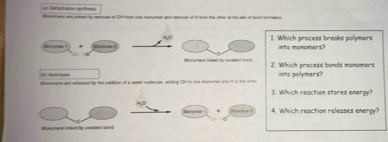 =o Detyctnation syfhs 
Wonomers are cired by remove of CH from one monormer and removal of H from the other atl the sike of bond formation. 
HO 1. Which process breaks polymers 
into monomers? 
Mionomers Inked by covalent bord 2. Which process bonds monomers 
(B) Ryetatynis into polymers? 
Msmamens are reessed by the addition of a water molecule, adding OH ts one monomer and H ts the other. 
3. Which reaction stores energy? 
H,O 
Monomer 1 + Monemer 2 4. Which reaction releases energy? 
。 
Monomers linked by covalent band