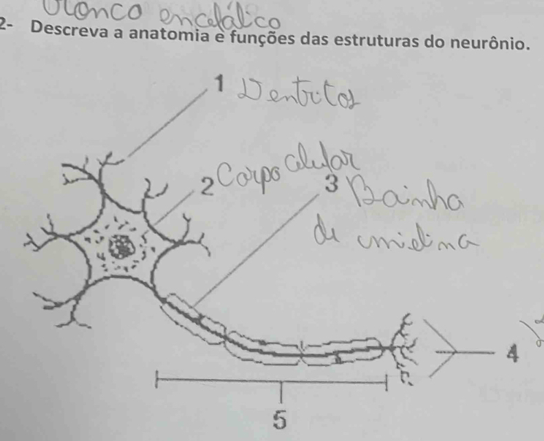 2- Descreva a anatomia e funções das estruturas do neurônio.