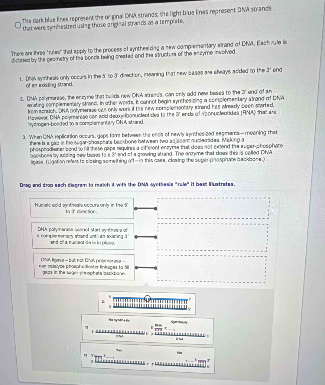 The dark blue lines represent the original DNA strands; the light blue lines represent DNA strands 
that were synthesized using those original strands as a template. 
There are three "rules" that apply to the process of synthesizing a new complementary strand of DNA. Each rule is 
dictated by the geometry of the bonds being created and the structure of the enzyme involved. 
1. DNA synthesis only occurs in the 5' to 3' direction, meaning that new bases are always added to the 3' end 
of an existing strand. 
2. DNA polymerase, the enzyme that builds new DNA strands, can only add new bases to the 3' end of an 
existing complementary strand. In other words, it cannot begin synthesizing a complementary strand of DNA 
from scratch. DNA polymerase can only work if the new complementary strand has already been started. 
However, DNA polymerase can add deoxyribonucleotides to the 3' ends of ribonucleotides (RNA) that are 
hydrogen-bonded to a complementary DNA strand. 
3. When DNA replication occurs, gaps form between the ends of newly synthesized segments—meaning that 
there is a gap in the sugar-phosphate backbone between two adjacent nucleotides. Making a 
phosphodiester bond to fill these gaps requires a different enzyme that does not extend the sugar-phosphate 
backbone by adding new bases to a 3' end of a growing strand. The enzyme that does this is called DNA 
ligase. (Ligation refers to closing something off—in this case, closing the sugar-phosphate backbone.) 
Drag and drop each diagram to match it with the DNA synthesis "rule" it best illustrates. 
Nucleic acid synthesis occurs only in the 5 ' 
to 3' direction. 
DNA polymerase cannot start synthesis of 
a complementary strand until an existing 3'
end of a nucleotide is in place. 
DNA ligase—but not DNA polymerase— 
can catalyze phosphodiester linkages to fill 
gaps in the sugar-phosphate backbone. 
5' 
:: Pr 3' 
3' 

5' 
No synthesis Synthesis 
:: 
RNA 
3 |||||||||||||||| 5· DNA 
DNA 
Yes 
No 
_ 
:; 5' m .3
3°
+ .. ÷ ÷ .. ÷