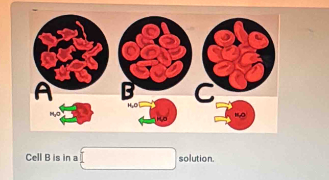 Cell B is in a ∴ △ ADE=△ CDB) solution.