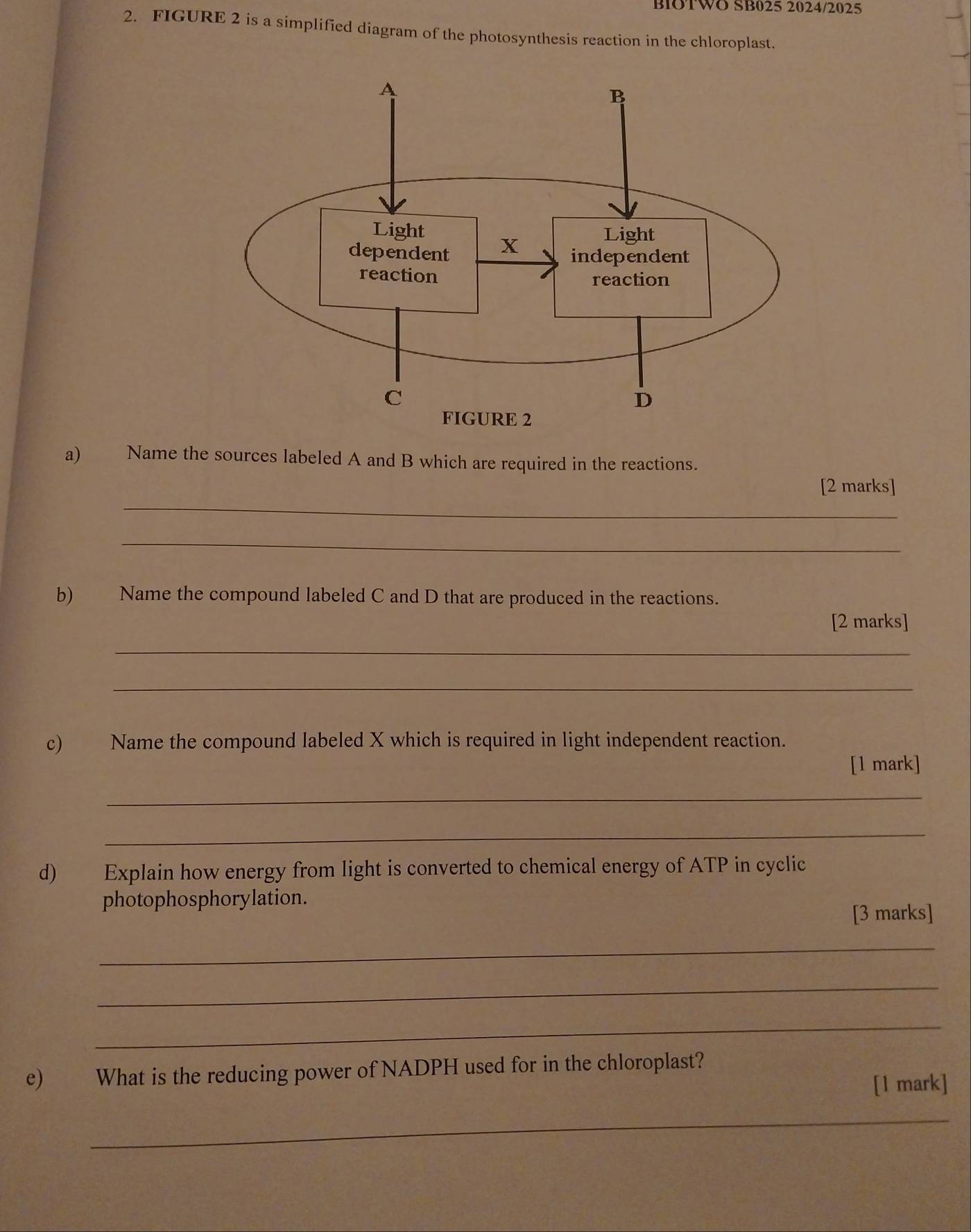 BIOTWO SB025 2024/2025 
2. FIGURE 2 is a simplified diagram of the photosynthesis reaction in the chloroplast. 
a) Name the sources labeled A and B which are required in the reactions. 
_ 
[2 marks] 
_ 
b) Name the compound labeled C and D that are produced in the reactions. 
[2 marks] 
_ 
_ 
c) Name the compound labeled X which is required in light independent reaction. 
[1 mark] 
_ 
_ 
d) Explain how energy from light is converted to chemical energy of ATP in cyclic 
photophosphorylation. 
[3 marks] 
_ 
_ 
_ 
e) What is the reducing power of NADPH used for in the chloroplast? 
[1 mark] 
_