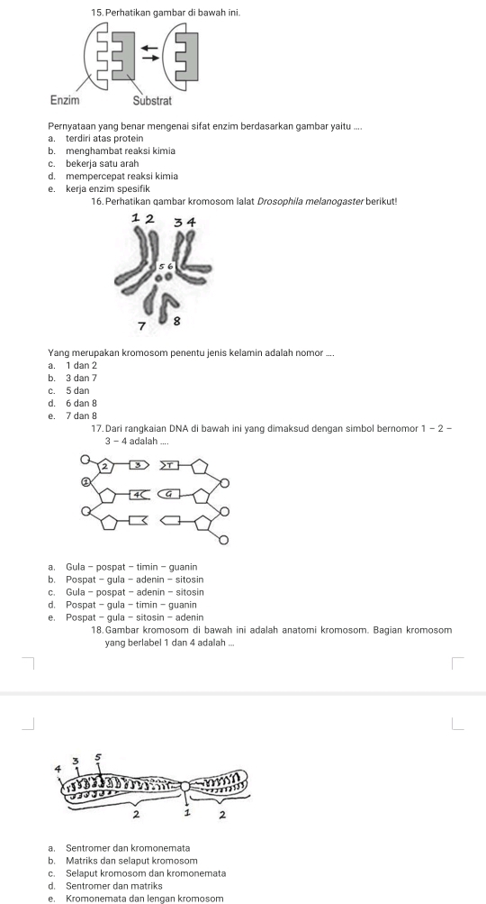 Perhatikan gambar di bawah ini.
Pernyataan yang benar mengenai sifat enzim berdasarkan gambar yaitu ....
a. terdiri atas protein
b. menghambat reaksi kimia
c. bekerja satu arah
d. mempercepat reaksi kimia
e. kerja enzim spesifik
16. Perhatikan qambar kromosom lalat Drosophila melanogaster berikut!
Yang merupakan kromosom penentu jenis kelamin adalah nomor ....
a. 1 dan 2
b. 3 dan 7
c. 5 dan
d. 6 dan 8
e. 7 dan 8
17. Dari rangkaian DNA di bawah ini yang dimaksud dengan simbol bernomor 1-2-
3 - 4 adalah ....
a. Gula - pospat - timin - guanin
b. Pospat - gula - adenin - sitosin
c. Gula - pospat - adenin - sitosin
d. Pospat - gula - timin - guanin
e. Pospat - gula - sitosin - adenin
18.Gambar kromosom di bawah ini adalah anatomi kromosom. Bagian kromosom
yang berlabel 1 dan 4 adalah ...
a. Sentromer dan kromonemata
b. Matriks dan selaput kromosom
c. Selaput kromosom dan kromonemata
d. Sentromer dan matriks
e.Krömonemata dan lengan kromosom