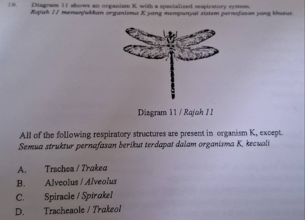 Diagram 11 shows an organism K with a specialized respiratory system.
Rajah 11 menunjukkan organisma K yang mempunyai sistem pernafasan yang khusus.
Diagram 11 / Rajah 1 1
All of the following respiratory structures are present in organism K, except.
Semua struktur pernafasan berikut terdapat dalam organisma K, kecuali
A. Trachea / Trakea
B. Alveolus / Alveolus
C. Spiracle / Spirakel
D. Tracheaole / Trakeol