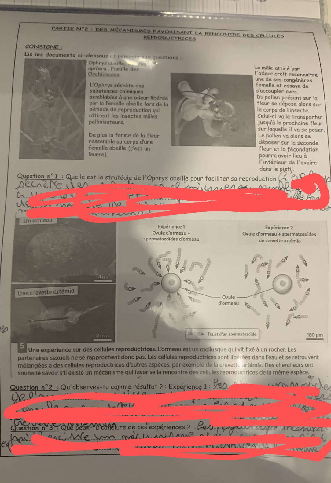 PARTIE N°2 : DES MÉCANISMES FAVORISANT LA RENCONTRE DES CELLULES
REPRODUCTRICES
CONSIGNE :
Lis les documents ci-dessous et réponds aux questions :
Ophrys abeille, __ s Le mâle attiré par
apifera .  Famille desodeur croit reconnaitre
Orchidaceaene de ses congénères
L'Ophrys sécrète desemelle et essaye de
substances chimiques'accoupler avec.
semblables à une odeur libéréDu pollen présent sur la
par la femelle abeille lors de 
fleur se dépose alors sur
période de reproduction qui e corps de l'insecte.
attirent les insectes mâles
Celui-ci va le transporter
pollinisateurs.jusqu'à la prochaine fleur
sur laquelle il va se poser.
De plus la forme de la fleurLe pollen va alors se
ressemble au corps d'unedéposer sur la seconde
femelle abeille (c'est unfleur et la fécondation
leurre). pourra avoir lieu à
l'intérieur de l'ovaire
dans le pisti].
Question n°1 : Quelle est la stratégie de l'Ophrys abeille pour faciliter sa reproduction^(Nevles
Un ormeau
Expérience 1 Expérience 2
Ovule d'ormeau + Ovule d'ormeau + spermatozoïdes
spermatozoïdes d'ormeau de crevette artémia
4cm
Une crevette artémia
Ovule
d'ormeau
2 mm Trajet d'un spermatozoïde 180 μm
5 Une expérience sur des cellules reproductrices. L'ormeau est un mollusque qui vit fixé à un rocher. Les
partenaires sexuels ne se rapprochent donc pas. Les cellules reproductrices sont libérées dans l'eau et se retrouvent
mélangées à des cellules reproductrices d'autres espèces, par exemple de la crevette artémia. Des chercheurs ont
souhalté savoir s'il existe un mécanisme qui favorise la rencontre des cellules reproductrices de la même espèce.
Question n^circ)2 : Qu'observes-tu comme résultat ? : Expérience 1 :_
_
_
Question n° 3' : Qu
lure 
_