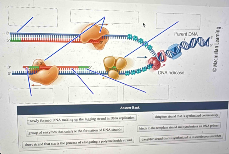 Solved: newly formed DNA making up the lagging strand in DNA ...