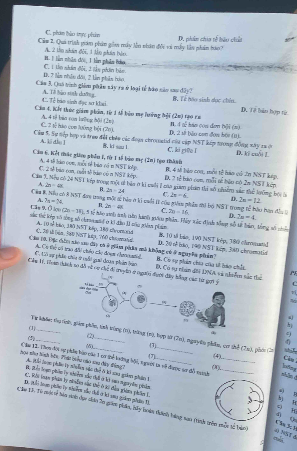 C. phân bào trực phân
D. phân chia tế bảo chất
Câu 2. Quá trình giảm phân gồm mấy lằn nhân đội và mấy lằn phân bảo?
A. 2 lần nhân đôi, 1 lần phân bảo.
B. 1 lần nhân đôi, 1 lần phân bảo.
C. 1 lần nhân đôi, 2 lần phân bào.
D. 2 lần nhân đôi, 2 lần phân bào.
Câu 3. Quá trình giảm phân xây ra ở loại tế bào nào sau dây?
A. Tế bào sinh dưỡng. B. Tế bão sinh dục chín.
C. Tế bào sinh dục sơ khai.
D. Tế bão hợp tử
Câu 4. Kết thúc giảm phân, từ 1 tế bào mẹ lưỡng bội (2n) tạo ra
A. 4 tế bào con lưỡng bội (2n). B. 4 tế bão con đơn bội (n).
C. 2 tế bào con lưỡng bội (2n). D. 2 tế bảo con đơn bội (n).
Câu 5. Sự tiếp hợp và trao đổi chéo các đoạn chromatid của cặp NST kép tương đồng xây ra ở
A. ki đầu I B. ki sau I. C. ki giữa I D. ki cuối I.
Câu 6. Kết thúc giảm phân I, từ 1 tế bào mẹ (2n) tạo thành
A. 4 tế bào con, mỗi tế bào có n NST kép. B. 4 tế bào con, mỗi tế bào có 2n NST kép.
C. 2 tế bào con, mỗi tế bào có n NST kép. D. 2 tế bão con, mỗi tế bão có 2n NST kép.
A. 2n=48.
Câu 7. Nếu có 24 NST kép trong một tế bảo ở ki cuối I của giàm phân thi số nhiễm sắc thể lưỡng bội là
B. 2n=24. C. 2n=6. D.
A. 2n=24. 2n=12.
Câu 8. Nếu có 8 NST đơn trong một tế bào ở kì cuối II của giảm phân thi bộ NST trong tế bảo ban đầu h
B. 2n=48. C. 2n=16.
D. 2n=4.
Câu 9. Ở lợn (2n=38) 0, 5 tế bào sinh tinh tiến hành giảm phân. Hãy xác định tổng số tế bảo, tổng số nhên
sắc thể kép và tổng số chromatid ở kì đầu II của giảm phần.
A. 10 tế bào, 380 NST kép, 380 chromatid B. 10 tế bảo, 190 NST kép, 380 chromatid
C. 20 tế bào, 380 NST kép, 760 chromatid. D. 20 tế bão, 190 NST kép, 380 chromatid
Câu 10. Đặc điểm nào sau đây có ở giảm phân mà không có ở nguyên phân?
A. Có thể có trao đổi chéo các đoạn chromatid. B. Có sự phân chía của tế bảo chất. PH
C. Có sự phân chia ở mỗi giai đoạn phân bào. D. Có sự nhân đôi Dsắc thể.
Câu 11. Hoàn thành sơ đồ về cơ chế di truyền
C
ví
nó
3)
(1)_
b)
(2)
c)
(5)_
Từ khóa: thụ títrứng (n), hợp tử (2n), nguyên phân, cơ thể (2n), phối (2± nhiễn  Câu 1
(3).
d)
(6). (4)
(7)
họa như hình bên. Phát biểu não sau đây đúng? Câu 12. Theo đõi sự phân bảo của 1 cơ thể lưỡng bội, người ta về được sơ đồ minh__
(8).
lưỡng
nhận đ
A. Rối loạn phân ly nhiễm sắc thể ở kì sau giảm phân IH
B, Rối loạn phân ly nhiễm sắc thể ở kì sau nguyên phân.
C. Rối loạn phân ly nhiễm sắc thể ở kì đầu giảm phân I.
a) B
D. Rối loạn phân ly nhiễm sắc thể ở kì sau giảm phân II.
b)
c) Hi
Câu 13. Từ một tế bào sinh dục chín 2n giảm phân, hãy hoàn thành bảng sau (tính tên mỗi tế bào) a) NST đ
d) Q
Câu 3: H
cuối.
U