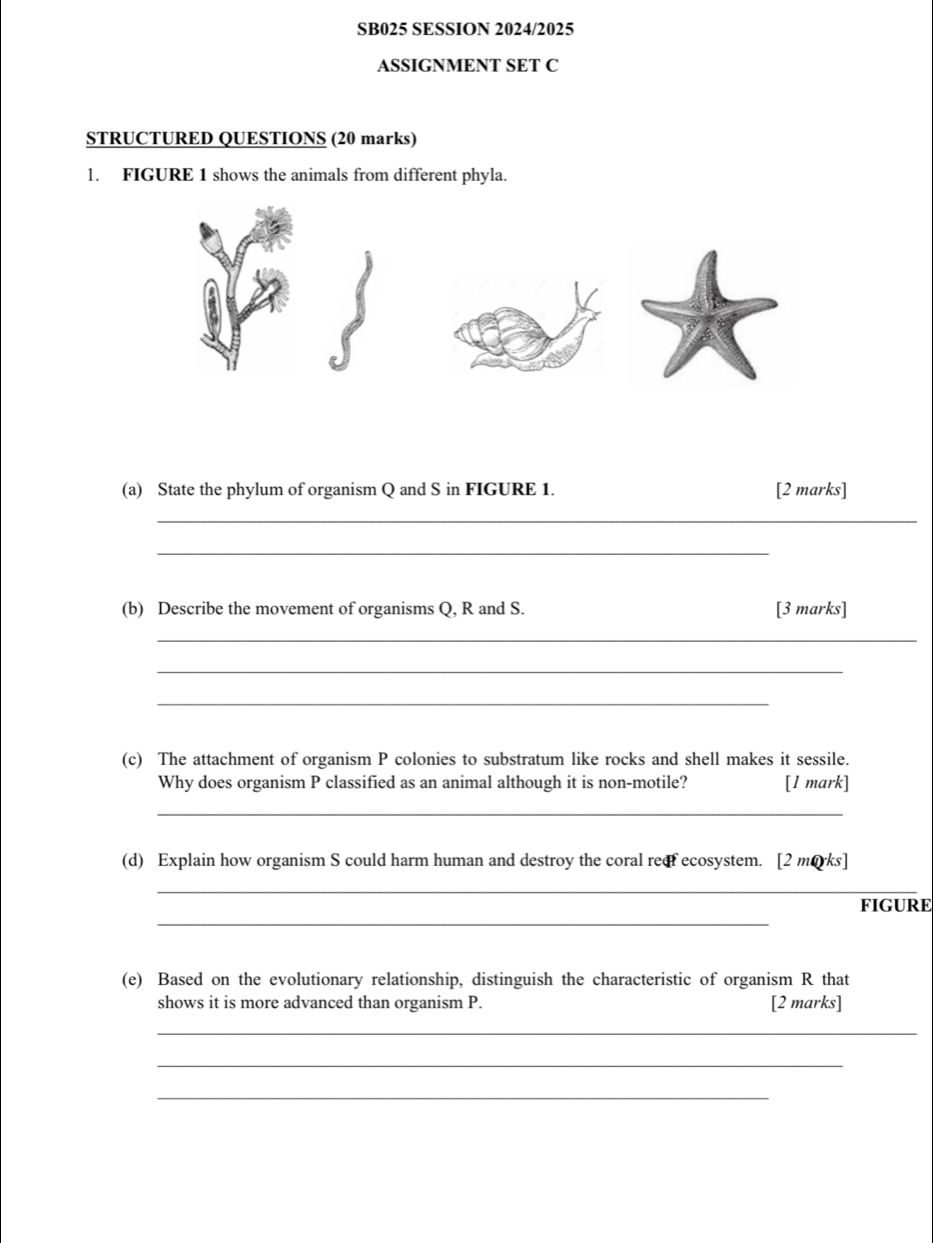 SB025 SESSION 2024/2025 
ASSIGNMENT SET C 
STRUCTURED QUESTIONS (20 marks) 
l. FIGURE 1 shows the animals from different phyla. 
(a) State the phylum of organism Q and S in FIGURE 1. [2 marks] 
_ 
_ 
(b) Describe the movement of organisms Q, R and S. [3 marks] 
_ 
_ 
_ 
(c) The attachment of organism P colonies to substratum like rocks and shell makes it sessile. 
Why does organism P classified as an animal although it is non-motile? [1 mark] 
_ 
(d) Explain how organism S could harm human and destroy the coral reef ecosystem. [2 morks] 
_ 
_ 
FIGURE 
(e) Based on the evolutionary relationship, distinguish the characteristic of organism R that 
shows it is more advanced than organism P. [2 marks] 
_ 
_ 
_