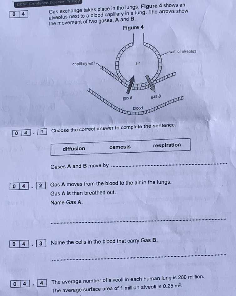 GESE Combined Science Trog'
0 4 Gas exchange takes place in the lungs. Figure 4 shows an
alveolus next to a blood capillary in a lung. The arrows show
the movement of two gases, A and B.
0 4 .[ Choose the correct answer to complete the sentence.
diffusion osmosis respiration
Gases A and B move by
_
0 4 . [ 2 ] Gas A moves from the blood to the air in the lungs.
Gas A is then breathed out.
Name Gas A.
_
0 4 . [ 3] Name the cells in the blood that carry Gas B.
_
0 4 . [4] The average number of alveoli in each human lung is 280 million.
The average surface area of 1 million alveoli is 0.25m^2.