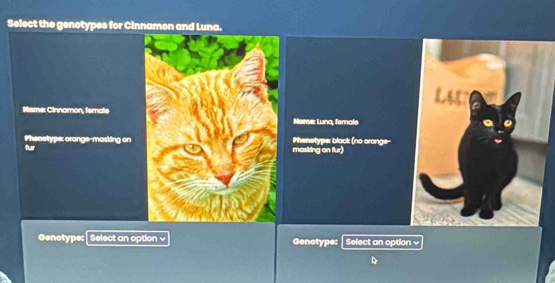 Select the genotypes for Cinnamon and Luna. 
Nams: Cinnamon, female 
Name: Luna, female 
Phenotype: orange-masking on Phenotype: black (no orange-- 
furmasking on fur) 
Genotype: Select an option Genotype: Select an option