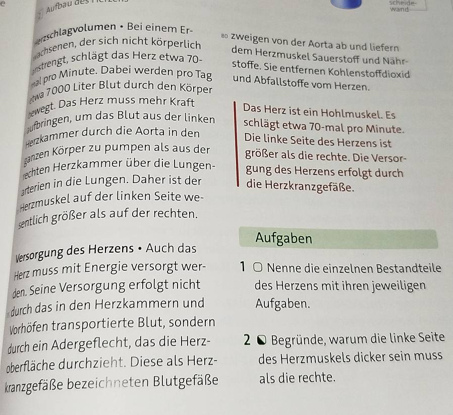 Aufbau des 
scheide- 
wand 
Herzschlagvolumen • Bei einem Er- 
8 zweigen von der Aorta ab und liefern 
Nachsenen, der sich nicht körperlich 
dem Herzmuskel Sauerstoff und Nähr- 
anstrengt, schlägt das Herz etwa 70 - 
stoffe. Sie entfernen Kohlenstoffdioxid 
mal pro Minute. Dabei werden pro Tag und Abfallstoffe vom Herzen. 
etwa 7000 Liter Blut durch den Körper 
bewegt. Das Herz muss mehr Kraft 
Das Herz ist ein Hohlmuskel. Es 
aufbringen, um das Blut aus der linken schlägt etwa 70 -mal pro Minute. 
Herzkämmer durch die Äorta in den 
Die linke Seite des Herzens ist 
ganzen Körper zu pumpen als aus der größer als die rechte. Die Versor- 
echten Herzkammer über die Lungen- gung des Herzens erfolgt durch 
arterien in die Lungen. Daher ist der die Herzkranzgefäße. 
Herzmuskel auf der linken Seite we- 
sentlich größer als auf der rechten. 
Aufgaben 
Versorgung des Herzens • Auch das 
Herz muss mit Energie versorgt wer- 1 ○ Nenne die einzelnen Bestandteile 
den. Seine Versorgung erfolgt nicht des Herzens mit ihren jeweiligen 
durch das in den Herzkammern und Aufgaben. 
Vorhöfen transportierte Blut, sondern 
durch ein Adergeflecht, das die Herz- 20 Begründe, warum die linke Seite 
oberfläche durchzieht. Diese als Herz- des Herzmuskels dicker sein muss 
kranzgefäße bezeichneten Blutgefäße als die rechte.