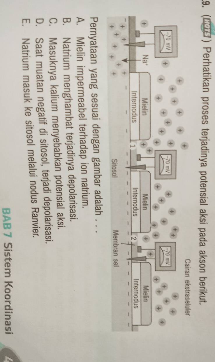 (Καθ) Perhatikan proses terjadinya potensial aksi pada akson berikut.
+
Cairan ekstraseluler
+ +
+ -
A 4
+ −70 mV + 4 −70 mV 4
−70 mV 4 +
4 +
4
4
4
+ Na* Mielin 4 Mielin Mielin
Internodus 1 Internodus 2 Internodus
t +
+
+ +
+ + + Sitosol Membran sel
Pernyataan yang sesuai dengan gambar adalah . . .
A. Mielin impermeabel terhadap ion natrium.
B. Natrium menghambat terjadinya depolarisasi.
C. Masuknya kalium menyebabkan potensial aksi.
D. Saat muatan negatif di sitosol, terjadi depolarisasi.
E. Natrium masuk ke sitosol melalui nodus Ranvier.
BAB 7 Sistem Koordinasi