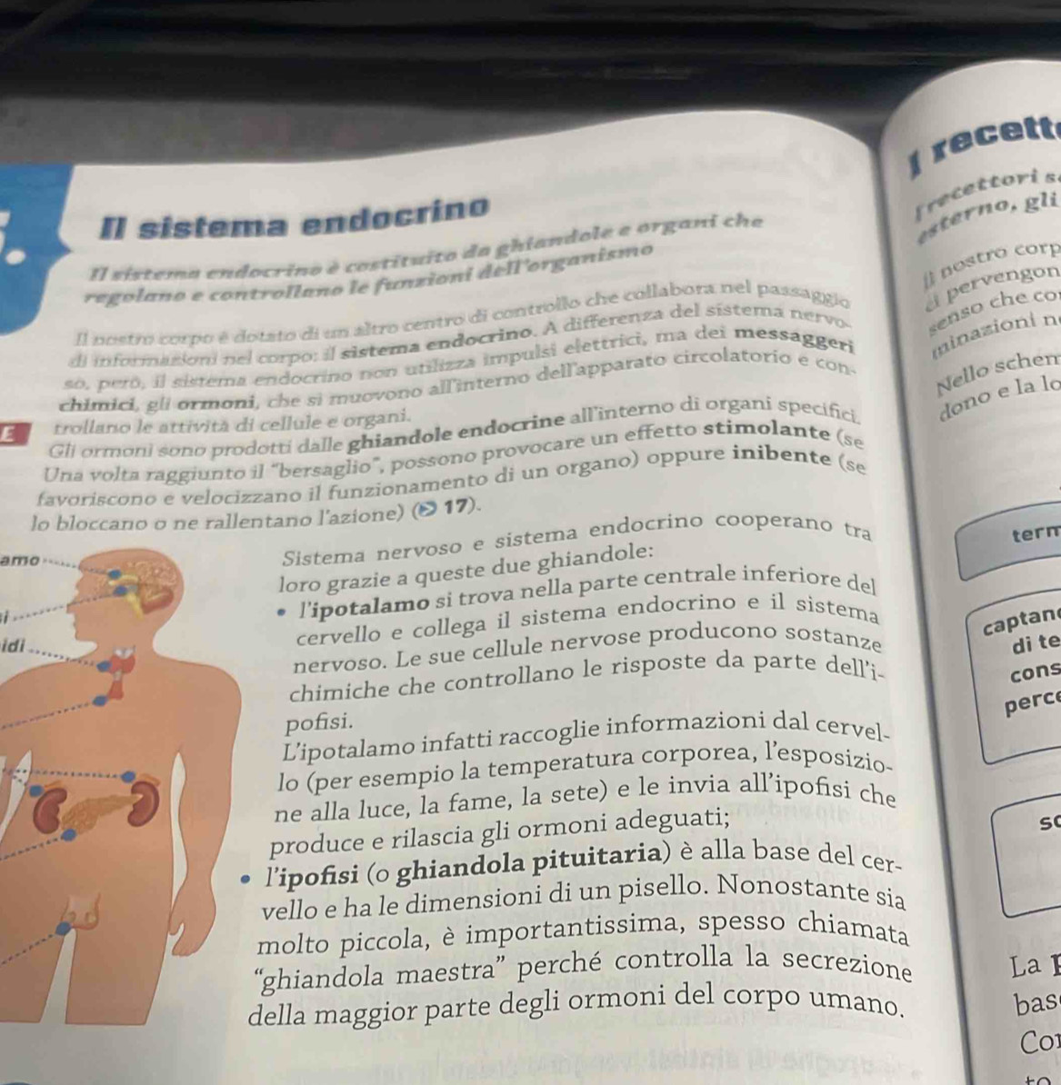 recett
II sistema endocrino
frecettoris
Il sistema endocrino é costituito da ghiandole e organi che
ter o , g 
o  tro   
regolano e controllano le funzioni dell'organismo
Il nostro corpo é dotato di un altro centro di controllo che collabora nel passaggio a pervengon
di informazion nel corpo: il sistema endocrino. A differenza del sístema nervo senso che co
so, peró, il sistema endocrino non utilizza impulsi elettrici, ma dei messaggeri minazioni n
chimici, gli ormoni, che sì muovono all'interno dellapparato circolatorio e con-
Nello schem
Gli ormoni sono prodotti dalle ghiandole endocrine all'interno di organi specifici. dono e la lo
E trollano le attivită di cellule e organi.
Una volta raggiunto il “bersaglio”, possono provocare un effetto stimolante (se
favoriscono e velocizzano il funzionamento di un organo) oppure inibente (se
lo bloccano o ne rallentano l’azione) (〇 17).
amo
Sistema nervoso e sistema endocrino cooperano tra term
loro grazie a queste due ghiandole:
l’ipotalamo si trova nella parte centrale inferiore del
cervello e collega il sistema endocrino e il sistema
captan
idi di te
nervoso. Le sue cellule nervose producono sostanze
chimiche che controllano le risposte da parte dell’i- cons
perc
pofisi.
L’ipotalamo infatti raccoglie informazioni dal cervel-
lo (per esempio la temperatura corporea, l’esposizio-
ne alla luce, la fame, la sete) e le invia all’ipofisi che
produce e rilascia gli ormoni adeguati;
s
l'ipofisi (o ghiandola pituitaria) è alla base del cer-
vello e ha le dimensioni di un pisello. Nonostante sia
molto piccola, è importantissima, spesso chiamata
“ghiandola maestra” perché controlla la secrezione La I
ella maggior parte degli ormoni del corpo umano.
bas
Co1