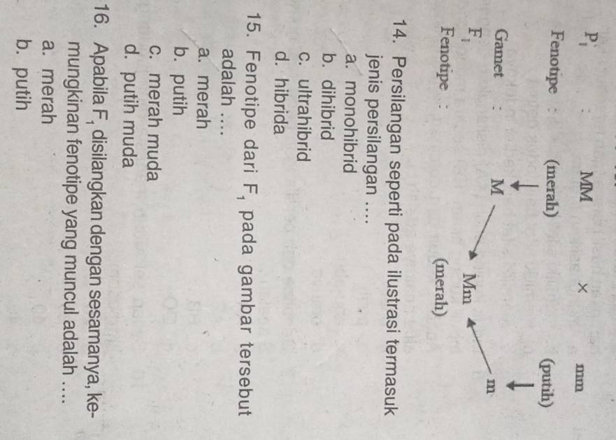 Persilangan seperti pada ilustrasi termasuk
jenis persilangan ....
a. monohibrid
b. dihibrid
c. ultrahibrid
d. hibrida
15. Fenotipe dari pada gambar tersebut F_1
adalah ....
a. merah
b. putih
c. merah muda
d. putih muda
16. Apabila F_1 disilangkan dengan sesamanya, ke-
mungkinan fenotipe yang muncul adalah ....
a. merah
b. putih