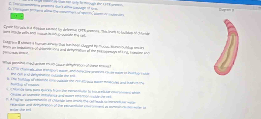 a a ge molécule that can only fit through the CFTR protein.
C. Transmembrane proteins don't allow passage of ions. Diagram B
D. Transport proteins allow the movement of specific atoms or molecules.
D
Cystic fibrosis is a disease caused by defective CFTR proteins. This leads to buildup of chloride
ions inside cells and mucus buildup outside the cell.
Diagram B shows a human airway that has been clogged by mucus. Mucus buildup results
from an imballance of chloride ions and dehydration of the passageways of lung, intestine and
pancreas tissue.
What possible mechanism could cause dehydration of these tissues?
A, CFTR channels also transport water, and defective proteins cause water to buildup inside
the cell and dehydration outside the cell.
B. The bulldup of chloride ions outside the cell attracts water molecules and leads to the
builldup of mucus.
C. Chloride ions pass quickly from the extracellular to intracellular environment which
causes an osmotic imbalance and water retention inside the cell.
D. A higher concentration of chloride ions inside the cell leads to intracellular water
retention and dehydration of the extracellular environment as osmosis causes water to
enter the cell.