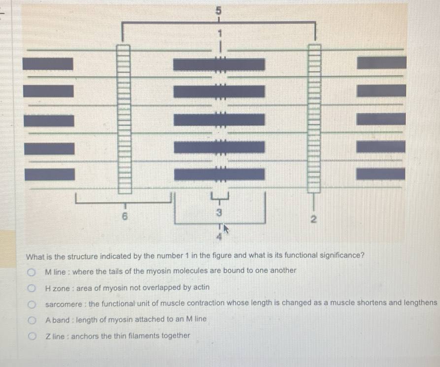 line : where the tails of the myosin molecules are bound to one another
H zone : area of myosin not overlapped by actin
sarcomere : the functional unit of muscle contraction whose length is changed as a muscle shortens and lengthens
A band : length of myosin attached to an M line
Z line : anchors the thin filaments together