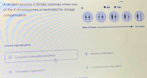 A random process in female mammals where one
of the X chromosomes is inactivated for dosage 
compensation.
Choose matching term
1 Long non-coding RNA (lncRNA) 2 Histone modification
3 Chromatin organisation 4 X -chromosome inactivation