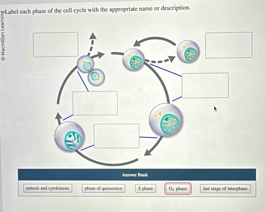 Solved: ≌Label each phase of the cell cycle with the appropriate name ...