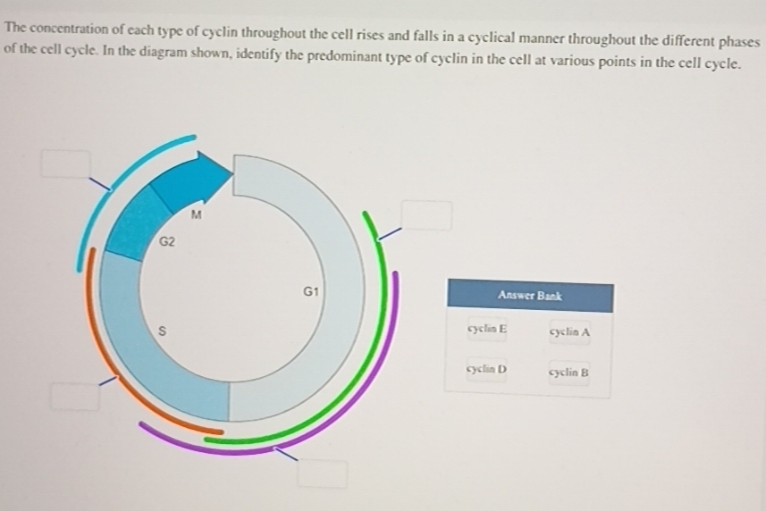 Solved: The concentration of each type of cyclin throughout the cell ...