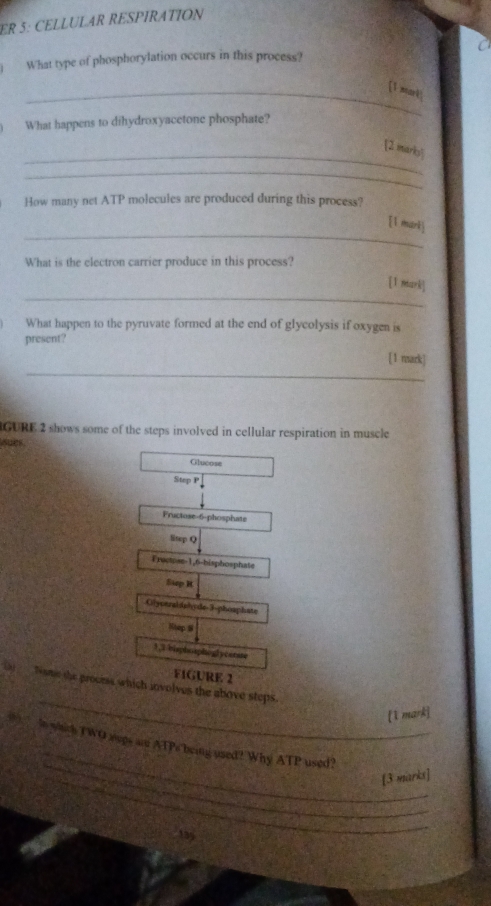 ER 5: CELLULAR RESPIRATION
What type of phosphorylation occurs in this process?
_[1 mark
What happens to dihydroxyacetone phosphate?
_
2. marky
_
How many net ATP molecules are produced during this process?
_
[1 marl
What is the electron carrier produce in this process?
_
[1 mark]
What happen to the pyruvate formed at the end of glycolysis if oxygen is
present?
_
[1 mark]
RGURE 2 shows some of the steps involved in cellular respiration in muscle 
subs
Glucose
Step P
Fructose- 6 -phosphate
litep Q
Fructpse- 1,6 -bisphosphate
Sup R
Glyperal sshyde-3-phosphate
Nhap 8
1,i bisphoaphoglycenste
FIGURE 2
_
(a) _ Tame the proemse which involves the above steps.
[1 mark]
_
_
o which TWO xups an ATPs being used? Why ATP used?
_[3 marks]
