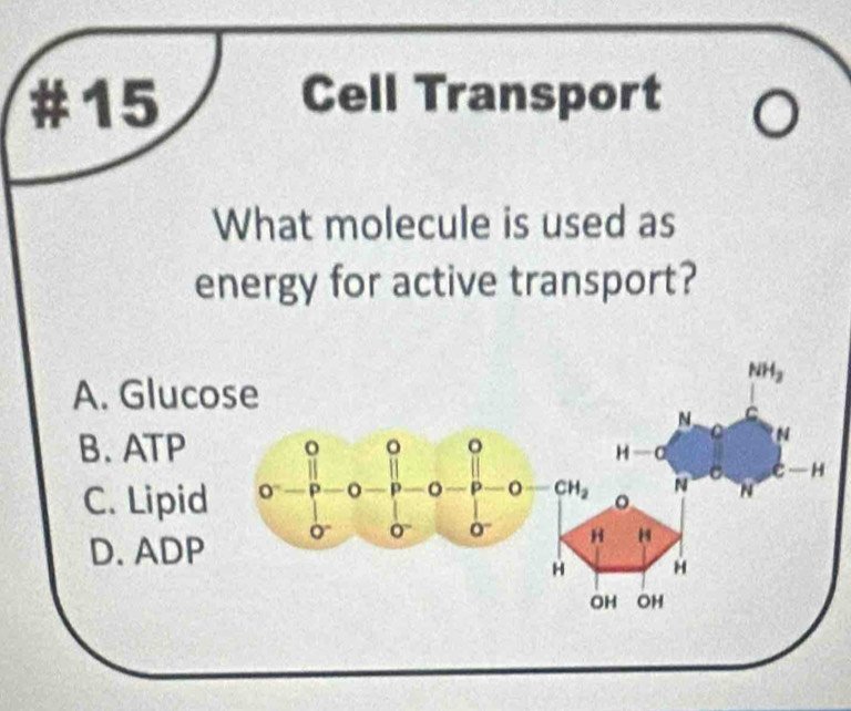 #15 Cell Transport
What molecule is used as
energy for active transport?
A.
B.
C.
D.