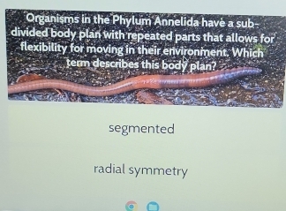 segmented
radial symmetry