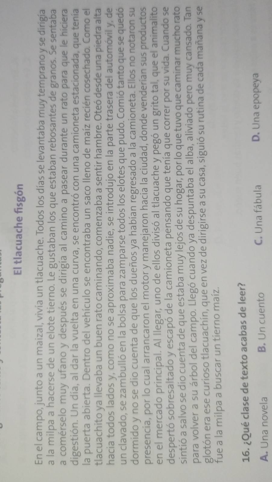 El tlacuache fisgón
En el campo, junto a un maizal, vivía un tlacuache. Todos los días se levantaba muy temprano y se dirigía
a la milpa a hacerse de un elote tierno. Le gustaban los que estaban rebosantes de granos. Se sentaba
a comérselo muy ufano y después se dirigía al camino a pasear durante un rato para que le hiciera
digestión. Un día, al dar la vuelta en una curva, se encontró con una camioneta estacionada, que tenía
la puerta abierta. Dentro del vehículo se encontraba un saco Ileno de maíz recién cosechado. Como el
tlacuachito ya llevaba un buen rato caminando, comenzaba a sentir hambre. Oteó desde una piedra alta
hacia todos lados y, como no se aproximaba nadie, se introdujo en la parte trasera del automóvil y, de
un clavado, se zambulló en la bolsa para zamparse todos los elotes que pudo. Comió tanto que se quedó
dormido y no se dio cuenta de que los dueños ya habían regresado a la camioneta. Ellos no notaron su
presencia, por lo cual arrancaron el motor y manejaron hacia la ciudad, donde venderían sus productos
en el mercado principal. Al llegar, uno de ellos divisó al tlacuache y pegó un grito tal, que el animalito
despertó sobresaltado y escapó de la camioneta pensando que tenía que correr por su vida. Cuando se
sintió a salvo se dío cuenta de que estaba muy lejos de su hogar, por lo que tuvo que caminar mucho rato
para volver a su árbol del campo. Llegó cuando ya despuntaba el alba, aliviado pero muy cansado. Tan
glotón era ese curioso tlacuachín, que en vez de dirigirse a su casa, siguió su rutina de cada mañana y se
fue a la milpa a buscar un tierno maíz.
16. ¿Qué clase de texto acabas de leer?
A. Una novela B. Un cuento
C. Una fábula D. Una epopeya