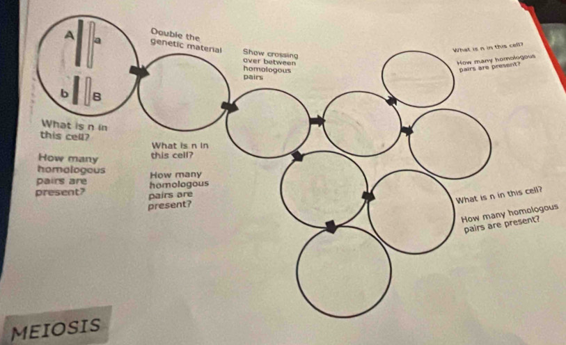 us 
MEIOSIS