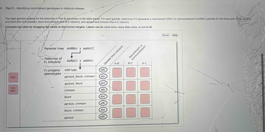 Identifying recombinant genotypes in trihybrid crosses
The eight gamete dlasses for the testcross in Part B are shown in the table below. For each gamete, determine if it represents a recombinant (REC) or nonrecombinant (nonREC) gamete for the three pairs ct
and blust (the A-8 column), blunt and grimson (the B-C column), and apricol and crimson (the A-C column)
Complete the table by dragging the labels to the correct targets. Labels can be used once, more than once, or not at all.
Reset Help
Parental lines AABBcc x aabbCC

= Testcross of AaBbCc x aabbcc mete from trihyb
inrecomo
F trihybrid
A-B B-C A-C
Fe progeny wild type ABC
phenotypes abc
apricot, blunt, crimson
apricot, blunt abC
crimson ABC
blunt AbC
apricot, crimson aBC
blunt, crimson Abc
apricot aBC