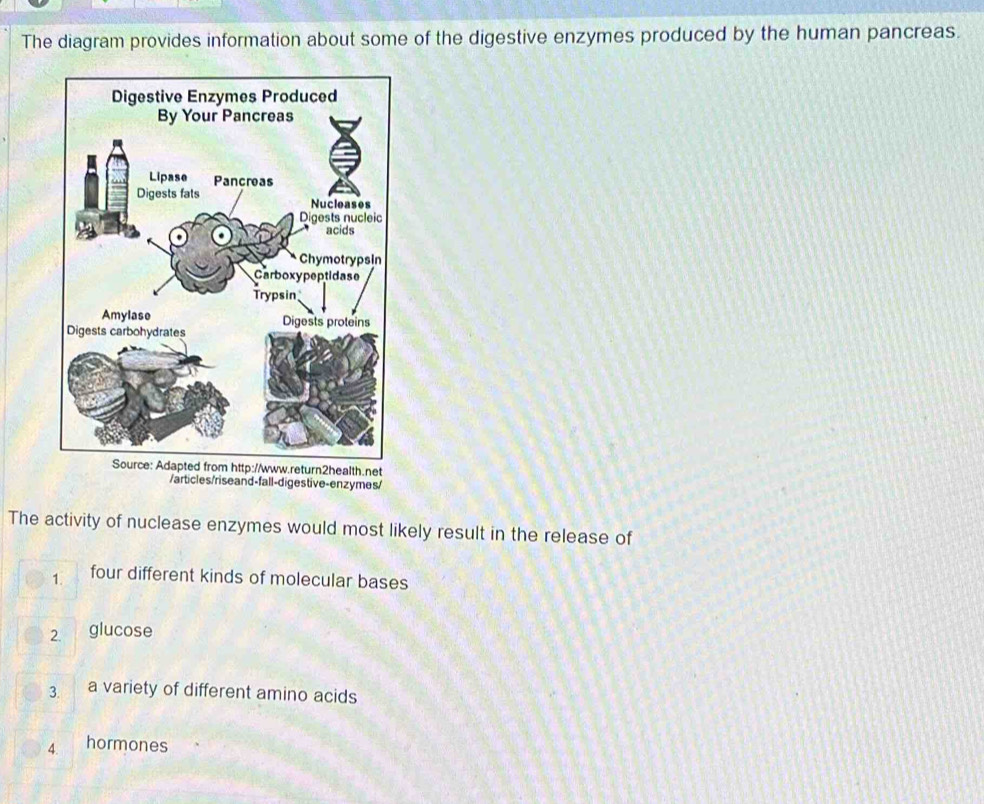 The diagram provides information about some of the digestive enzymes produced by the human pancreas.
t
/articles/riseand-fall-digestive-enzymes/
The activity of nuclease enzymes would most likely result in the release of
1. four different kinds of molecular bases
2. glucose
3. a variety of different amino acids
4. hormones