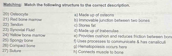 Matching: Match the following structure to the correct description.
20) Osteocyte a) Made up of osteons
21) Red bone marrow b) Immovable junction between two bones
22) Tendon c) Stores fat
23) Synovial Fluid d) Made up of trabeculae
24) Yellow bone marrow e) Provides cushion and reduces friction between bon
25) Spongy bone f) Uses processes to communicate & has canaliculi
26) Compact bone g) Hematopoiesis occurs here
27) Suture h) Connects muscle to bone