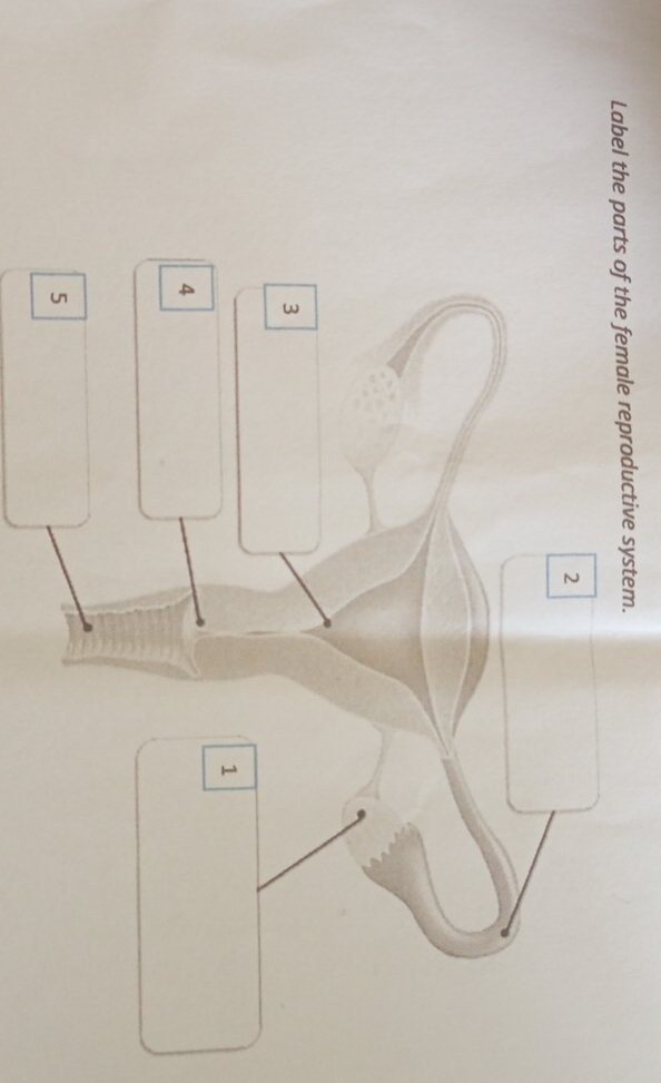 Label the parts of the female reproductive system.
2
3
1
4
5