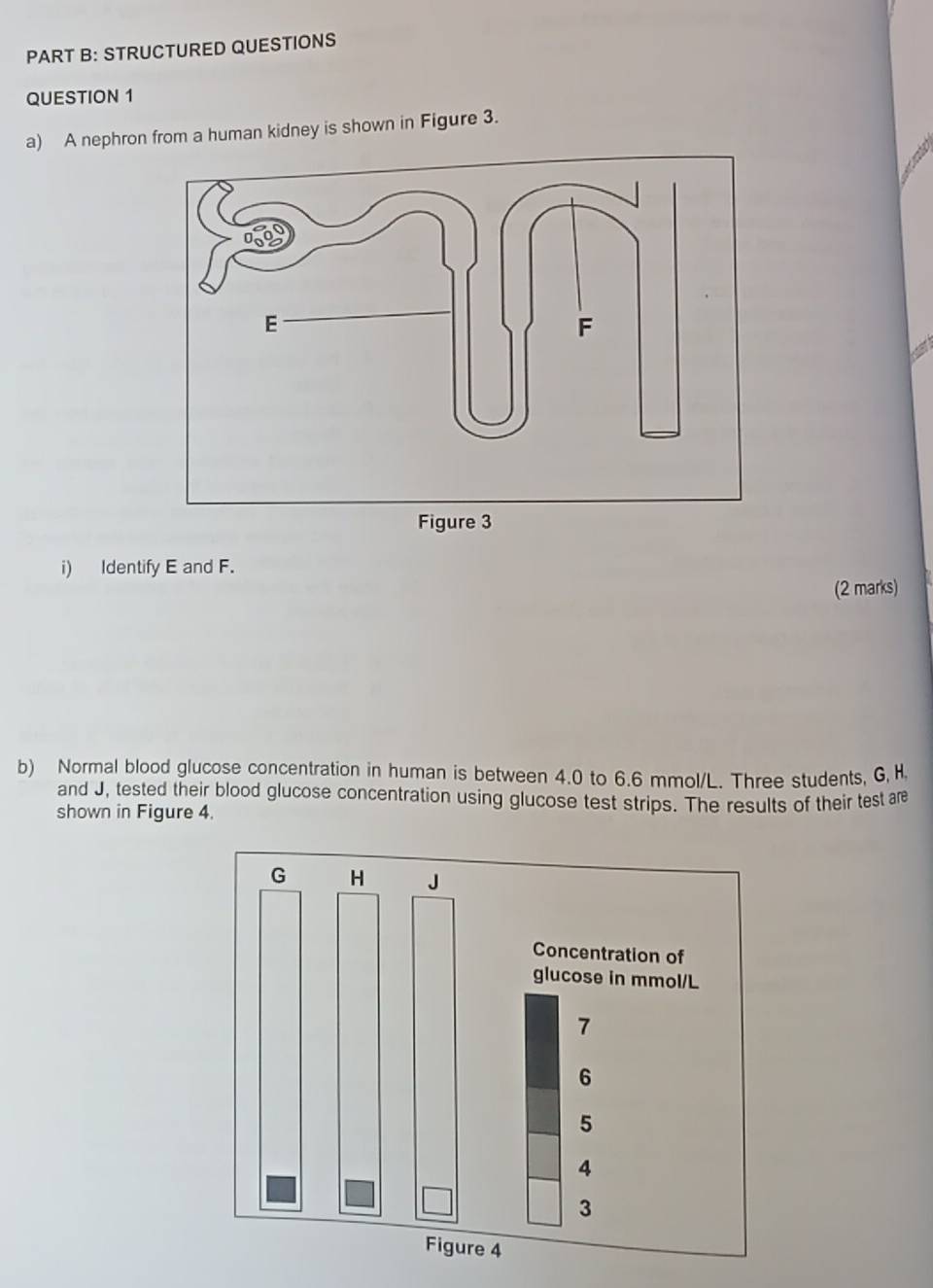 STRUCTURED QUESTIONS 
QUESTION 1 
a) A nephron from a human kidney is shown in Figure 3. 
i) Identify E and F. 
(2 marks) 
b) Normal blood glucose concentration in human is between 4.0 to 6.6 mmol/L. Three students, G, H. 
and J, tested their blood glucose concentration using glucose test strips. The results of their test ar 
shown in Figure 4.