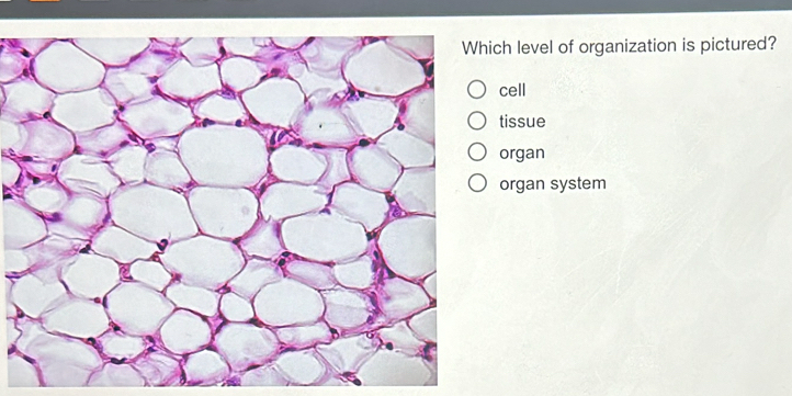 ich level of organization is pictured?
cell
tissue
organ
organ system