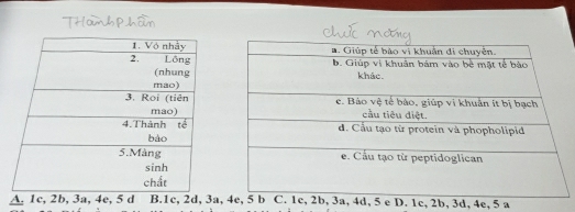 A. 1c, 2b, 3a, 4e, 5 d B. 1c, 2d, 3a,. 1c, 2b, 3d, 4e, 5 a