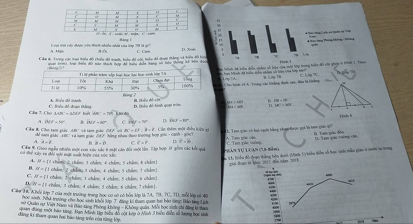 Bảng 1
Loại trái cây được yêu thích nhiều nhất của lớp 7B là gi?
A. Mận. B.Ôi. C. Cam. D. Xoài.
Câu 6. Trong các loại biểu đồ (biểu đồ tranh, biểu đồ cột, biểu đồ đoạn thắng và biểu đồ hì
quạt tròn), loại biểu đồ nào thích hợp đễ biểu diễn bang số liệu thống kê bên dư
Dan Minh đã biểu diễn nhằm số liệu của một lớp trong biểu đồ cột ghép ở
m, ban Minh đã biểu diễn nhằm số liệu của lớp nào?
Lớp 7A. B. Lớp 7B. C Lip7C. D. Lớp 7D.
u H. Cho hình vẽ 4. Trong các khẳng định sau, đầu là khẳng
sa i  
Bảng 2
A. Biểu đồ tranh. B. Biểu đồ cột
MA>MH B. HB
C. Biểu đồ đoạn thắng D. Biểu đồ hình quạt tròn. MC
a MA=MB. D.
Câu 7. Cho △ ABC=△ DEF biết ABC=70° Khi đó
A. BEF=50°. B. vector DEF=60°. C. DEF=70°. D. DEF=80°. Hình 4
Câu 8. Cho tam giác ABC và tam giác DEF có BC=EF;B=E Cần thêm một điều kiện gì 12. Tam giác có hai cạnh bằng nhau được gọi là tam giác gì?
để tam giác AB C và tam giác DEF bằng nhau theo trường hợp góc - cạnh - góc?
A. A=E. B. overline B=overline D. C. overline E=overline F 。 e=D. A. Tam giác cân B. Tam giác đều.
D. Tam giác vuông cân.
C. Tam giác vuông.
Câu 9. Gieo ngẫu nhiên một con xúc xắc 6 mặt cân đối một lần. Tập hợp H gồm các kết quả PHẢN Tự LUẠN (7,0 điểm).
Su 13. Biểu đồ đoạn thằng bên dưới (Hình 5) biểu diễn số học sinh mẫu giáo ở nước ta trong
có thể xảy ra đổi với mặt xuất hiện của xúc xắc.
A. H= 1 chẩm; 2 chẩm; 3 chẩm; 4 chẩm; 5 chẩm; 8 chẩm
giai đoạn từ năm 2015 đến năm 2018
B. H= 1 chẩm; 2 chẩm; 3 chẩm; 4 chẩm; 5 chẩm; 7 chẩm.
  
4700 4600
C. H= 1 chẩm; 2 chẩm; 3 chẩm; 4 chẩm; 5 chẩm; 6 chẩm. 4415
4600 4410
D. H= 1 chẩm; 3 chẩm; 4 chẩm; 5 chẩm; 6 chẩm; 7 chẩm.
4500
4400
Câu 10. Khổi lớp 7 của một trường trung học cơ sở có bốn lớp là 7A, 7B, 7C, 7D, mỗi lớp có 40
4300
4200
học sinh. Nhà trường cho học sinh khổi lớp 7 đăng kí tham quan hai bảo tàng: Bảo tàng Lịch 4100 3979
sử Quân sự Việt Nam và Bảo tàng Phòng không - Không quân. Mỗi học sinh chỉ đăng kí tham
4000
quan đúng một bảo tàng. Bạn Minh lập biểu đồ cột kép ở Hình 3 biểu diễn số lượng học sinh
3900
3800
đăng kí tham quan hai bảo tàng trên của từng lớp.
3700 Nim
2018