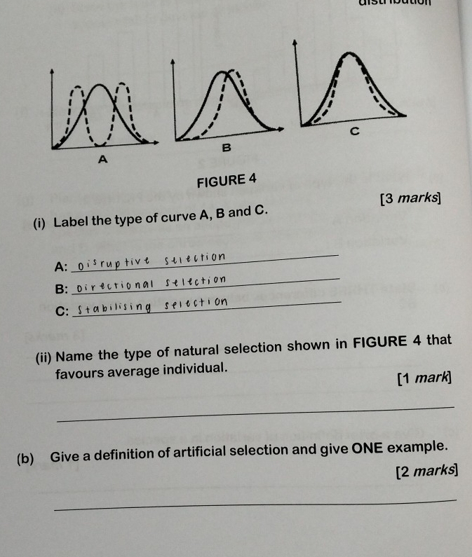 FIGURE 4 
[3 marks] 
(i) Label the type of curve A, B and C. 
_ 
A: 
_ 
B: 
C: 
_ 
(ii) Name the type of natural selection shown in FIGURE 4 that 
favours average individual. 
[1 mark] 
_ 
(b) Give a definition of artificial selection and give ONE example. 
[2 marks] 
_