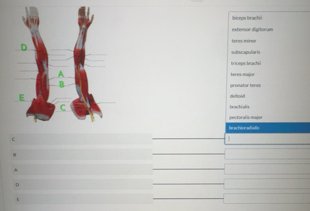 Solved: biceps brachii extensor digitorum teres minor subscapularis ...