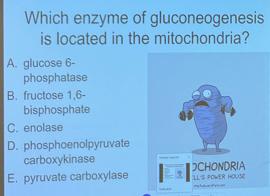 Which enzyme of gluconeogenesis
is located in the mitochondria?
A. glucose 6 -
phosphatase
B. fructose 1,6 -
bisphosphate
C. enolase
D. phosphoenolpyruvate
carboxykinase
E. pyruvate carboxylase
TextLabel