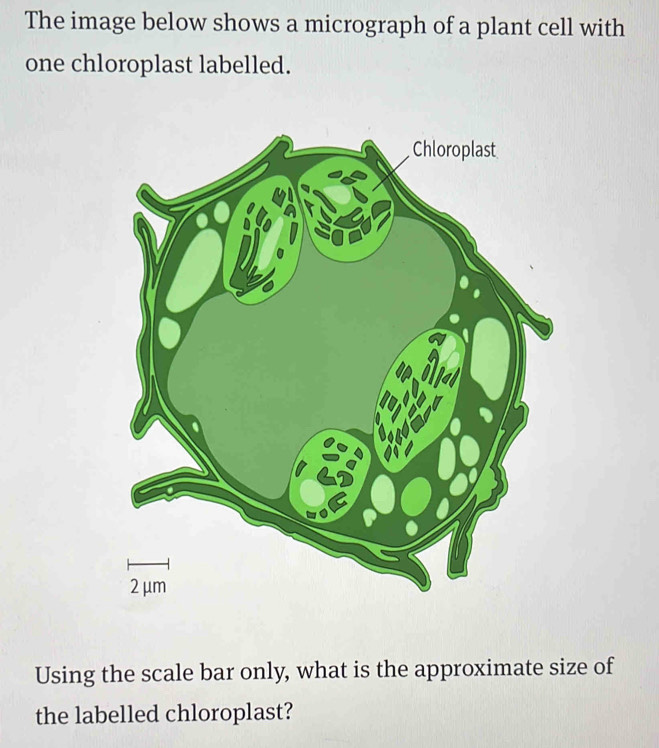 The image below shows a micrograph of a plant cell with 
one chloroplast labelled. 
Using the scale bar only, what is the approximate size of 
the labelled chloroplast?