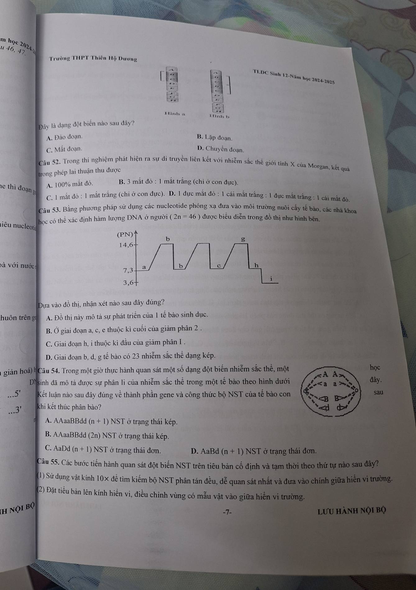 học 2024
u 46, 47.
Trường THPT Thiên Hộ Dương
TLDC Sinh 12-Năm học 2024-2025
Hình a Hình b
Đây là dạng đột biến nào sau đây?
A. Đảo đoạn. B. Lặp đoạn.
C. Mất đoạn. D. Chuyển đoạn.
Câu 52. Trong thí nghiệm phát hiện ra sự di truyền liên kết với nhiễm sắc thể giới tính X của Morgan, kết quả
trong phép lai thuận thu được
A. 100% mắt đỏ. B. 3 mắt do:1 mắt trắng (chỉ ở con đực).
he thì đoạn g
C. 1 mắt c 10: 1 mắt trắng (chỉ ở con đực). D. 1 đực mắt do:1 cái mắt trắng : 1 đực mắt trắng : 1 cái mắt đỏ.
Câu 53. Bằng phương pháp sử dụng các nucleotide phóng xạ đưa vào môi trường nuôi cấy tế bào, các nhà khoa
học có thể xác định hàm lượng DNA ở người (2n=46) được biểu diễn trong đồ thị như hình bên.
niêu nucleoti
(PN) b
g
14,6
bà với nước b c h
7,3 a
i
3,6
Dựa vào đồ thị, nhận xét nào sau đây đúng?
huôn trên ga A. Đồ thị này mô tả sự phát triển của 1 tế bào sinh dục.
B. Ở giai đoạn a, c, e thuộc kì cuối của giảm phân 2 .
C. Giai đoạn h, i thuộc kì đầu của giảm phân I .
D. Giai đoạn b, d, g tế bào có 23 nhiễm sắc thể dạng kép.
n giản hoá)' Câu 54. Trong một giờ thực hành quan sát một số dạng đột biến nhiễm sắc thể, một
học
Di sinh đã mô tả được sự phân li của nhiễm sắc thể trong một tế bào theo hình dưới
đây.
_ 5' Kết luận nào sau đây đúng về thành phần gene và công thức bộ NST của tế bào con sau
_
3' khi kết thúc phân bào?
A. AAaaBBdd (n+1) NST ở trạng thái kép.
B. AAaaBBdd (2n) NST ở trạng thái kép.
C. AaDd(n+1) NST ở trạng thái đơn. D. AaBd (n+1) NST ở trạng thái đơn.
Câu 55. Các bước tiến hành quan sát đột biến NST trên tiêu bản cố định và tạm thời theo thứ tự nào sau đây?
(1) Sử dụng vật kính 10 X để tìm kiếm bộ NST phân tán đều, dễ quan sát nhất và đưa vào chính giữa hiển vi trường.
(2) Đặt tiểu bản lên kính hiển vi, điều chinh vùng có mẫu vật vào giữa hiển vi trường.
ih nội bộ
-7-  lưu hành nọi bộ