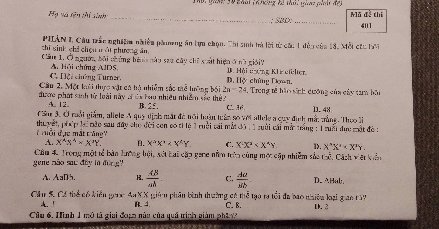 Thời gián: 3ố phút (Không kê thời gian phát đề)
Họ và tên thí sinh: _Mã đề thi
; SBD:_
401
PHÀN I. Câu trắc nghiệm nhiều phương án lựa chọn. Thí sinh trả lời từ câu 1 đến câu 18. Mỗi câu hỏi
thí sinh chỉ chọn một phương án.
Câu 1. Ở người, hội chứng bệnh nào sau đây chỉ xuất hiện ở nữ giới?
A. Hội chứng AIDS. B. Hội chứng Klinefelter.
C. Hội chứng Turner. D. Hội chứng Down.
Câu 2. Một loài thực vật có bộ nhiễm sắc thể lưỡng bội 2n=24. Trong tế bào sinh dưỡng của cây tam bội
được phát sinh từ loài này chứa bao nhiêu nhiễm sắc thể?
A. 12. B. 25. C. 36. D. 48.
Câu 3. Ở ruồi giấm, allele A quy định mắt đỏ trội hoàn toàn so với allele a quy định mắt trắng. Theo lí
thuyết, phép lai nào sau đây cho đời con có tỉ lệ 1 ruồi cái mắt đỏ : 1 ruồi cái mắt trắng : 1 ruồi đực mắt đỏ :
1 ruồi đực mắt trắng?
A. X^AX^A* X^aY. B. X^AX^a* X^AY. C. X^aX^a* X^AY.
D. X^AX^a* X^aY.
Câu 4. Trong một tế bào lưỡng bội, xét hai cặp gene nằm trên cùng một cặp nhiễm sắc thể. Cách viết kiểu
gene nào sau đây là đúng?
C.
A. AaBb. B.  AB/ab .  Aa/Bb . D. ABab.
Câu 5. Cá thể có kiểu gene AaXX giảm phân bình thường có thể tạo ra tối đa bao nhiêu loại giao tử?
A. 1 B. 4. C. 8. D. 2
Câu 6. Hình 1 mô tả giai đoạn nào của quá trình giảm phân?