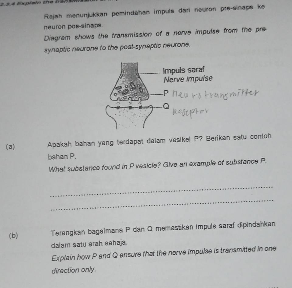 Explain the transm 
Rajah menunjukkan pemindahan impuls dari neuron pre-sinaps ke 
neuron pos-sinaps. 
Diagram shows the transmission of a nerve impulse from the pre 
synaptic neurone to the post-synaptic neurone. 
(a) Apakah bahan yang terdapat dalam vesikel P? Berikan satu contoh 
bahan P. 
What substance found in Pvesicle? Give an example of substance P. 
_ 
_ 
(b) Terangkan bagaimana P dan Q memastikan impuls saraf dipindahkan 
dalam satu arah sahaja. 
Explain how P and Q ensure that the nerve impulse is transmitted in one 
direction only.