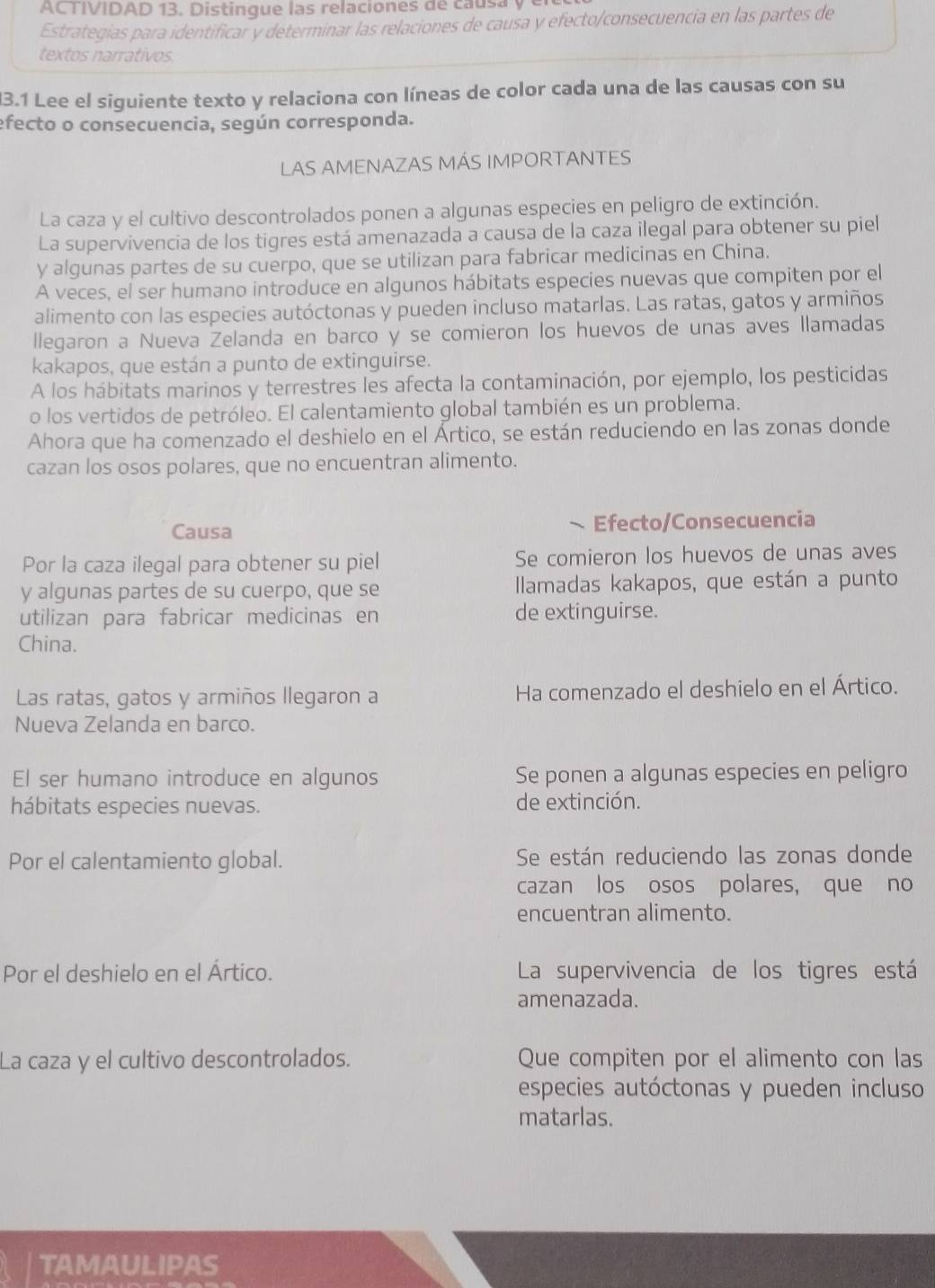 ACTIVIDAD 13. Distingue las relaciones de causa y
Estrategias para identificar y determinar las relaciones de causa y efecto/consecuencia en las partes de
textos narrativos.
13.1 Lee el siguiente texto y relaciona con líneas de color cada una de las causas con su
efecto o consecuencia, según corresponda.
LAS AMENAZAS MÁS IMPORTANTES
La caza y el cultivo descontrolados ponen a algunas especies en peligro de extinción.
La supervivencia de los tigres está amenazada a causa de la caza ilegal para obtener su piel
y algunas partes de su cuerpo, que se utilizan para fabricar medicinas en China.
A veces, el ser humano introduce en algunos hábitats especies nuevas que compiten por el
alimento con las especies autóctonas y pueden incluso matarlas. Las ratas, gatos y armiños
llegaron a Nueva Zelanda en barco y se comieron los huevos de unas aves llamadas
kakapos, que están a punto de extinguirse.
A los hábitats marinos y terrestres les afecta la contaminación, por ejemplo, los pesticidas
o los vertidos de petróleo. El calentamiento global también es un problema.
Ahora que ha comenzado el deshielo en el Ártico, se están reduciendo en las zonas donde
cazan los osos polares, que no encuentran alimento.
Causa  Efecto/Consecuencia
Por la caza ilegal para obtener su piel Se comieron los huevos de unas aves
y algunas partes de su cuerpo, que se Ilamadas kakapos, que están a punto
utilizan para fabricar medicinas en de extinguirse.
China.
Las ratas, gatos y armiños llegaron a Ha comenzado el deshielo en el Ártico.
Nueva Zelanda en barco.
El ser humano introduce en algunos Se ponen a algunas especies en peligro
hábitats especies nuevas. de extinción.
Por el calentamiento global. Se están reduciendo las zonas donde
cazan los osos polares, que no
encuentran alimento.
Por el deshielo en el Ártico. La supervivencia de los tigres está
amenazada.
La caza y el cultivo descontrolados. Que compiten por el alimento con las
especies autóctonas y pueden incluso
matarlas.
TAMAULIPAS