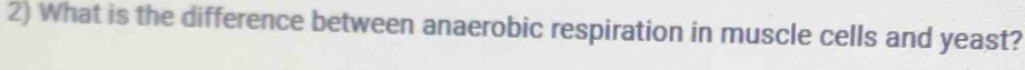 What is the difference between anaerobic respiration in muscle cells and yeast?